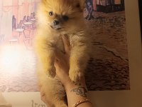 A kalite pomeranian bebeklerim