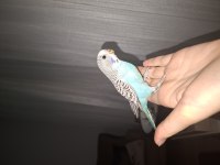 1 Aylık Yavru Muhabbet Kuşları