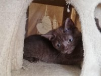 Scottish fold minnoş ev arıyor