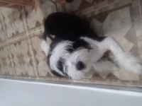 Canım oğluma yuva maltese terrier