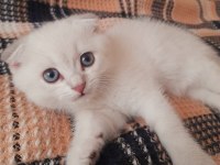 Scottish fold 2 aylık erkek