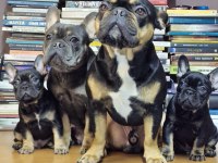 1 dişi ve 1 erkek İzmir 60 günlükler french bulldog