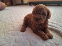 RED BROWN TOY POODLE YAVRULAR