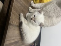 BRİTİSH LYNX POİNT ERKEK