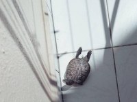 Kırmızı Yanaklı su kaplumbağası sahiplendirme