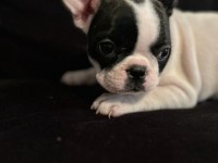 Yavru Dişi & Erkek French Bulldog