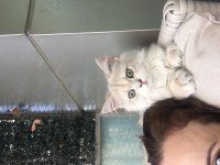 İkisi 4 diğeri 9 aylık üç british longhair