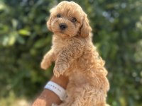 Orjinal Boy Teacup Maltese bebekler