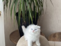 Biblo İsteyene Ayı Surat Scottish Fold Yavrum