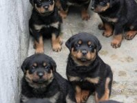 Rottweiler yavruları
