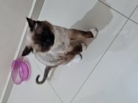 Kısırlaştırılmamış biri dişi ve biri erkek 8 aylık ragdoll