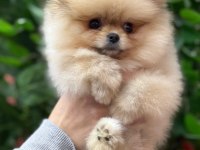 Şecereli pomeranian belgeli bebekler