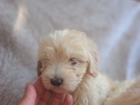 Maltipoo yavrumuz