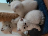 Acil Safkan British Shorthair Yavrularımız