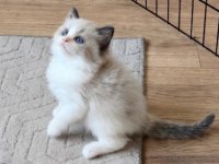 SECERELİ RAGDOLL YAVRULARI