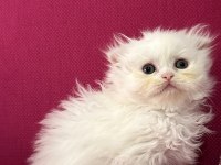 2 adet beyaz scottish fold 40 günlük