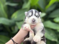 Anne altından safkan husky bebekler