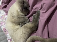 Scottish fold blue point 2 buçuk yaşında kısır