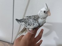 Sultan Papağanı Bebekler Yeni Sahibini bekliyor