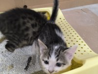 2 aylık aşıları tam tekirler