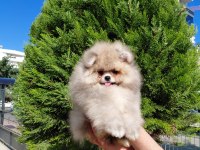 Minik pomeranian ayıcık yeni ailesini beklemektedir