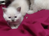 Kalite tesadüf değildir a