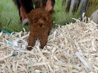 SHOW CLLAS RED BRWON TOY POODLE YAVRULAR