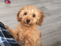 Yavru toy poodle