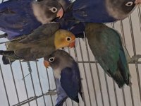 Bebek Cennet Papağanları Isırma Sıfır