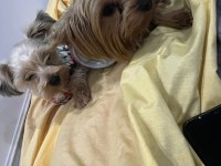 Yorkshire terrier köpeği