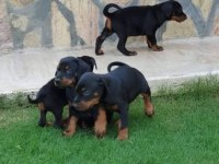 DOBERMAN YAVRULAR