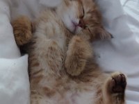 Yavru British Shorthair Kedimiz