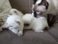 Scottish Fold baba siyam anne ve yavruları
