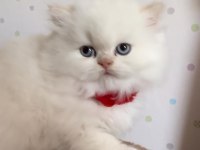 Minik chinchilla prenses yuvasını arıyor