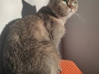 DİŞİ BRİTİSH SHORTHAİR KEDİME DAMAT ARIYORUZ
