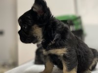 Egzotik Üst Düzey full Fluffy Dişi Fransız Bulldog