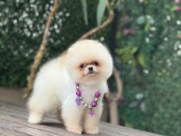 Tea Cup Pomeranian Boo Kızımız