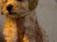 Maltipoo kalite yavrular ırk sağlık garantili