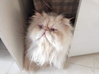 ÜCRETSİZ SAFKAN İRAN KISIR ERKEK