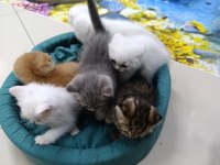 50 6 adet günlük scottish fold yavrularımız