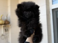 Teddy Face Siyah Pomeranian