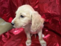 ANTALYA İNGİLİZ COCKER KÖPEĞİMİZ