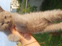 7 Nisan Doğumlu 2 Erkek British Shorthair