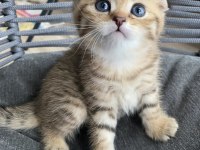 Muhteşem ırk black golden TABBY scottish fold