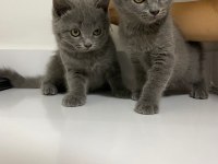 GRİ RENK 1 ERKEK 1 DİŞİ ANNE BABA BRİTİSH