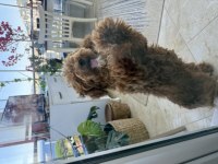 Toy poodle köpeği