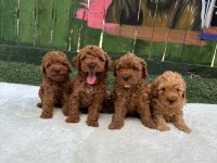 TOY POODLE YAVRULAR