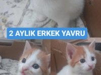 Turuncu Beyaz 2 Aylık Yavru Kedimiz