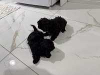 MALTİPOO YAVRULARI 2 AYLIK
