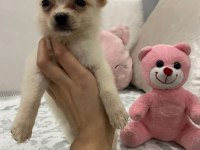 Minyatür pomeranian spitz yavrumuz